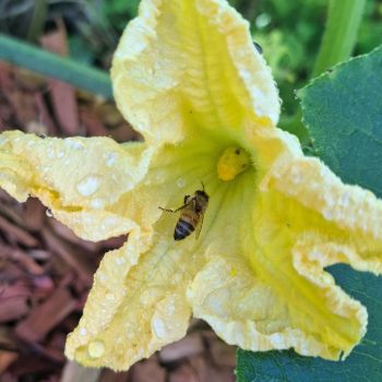 From Garden To Pollinator- Why Flowers Matter