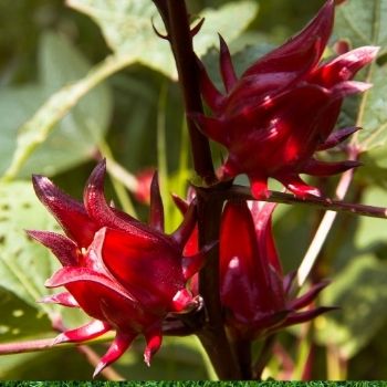 Rosella Seeds