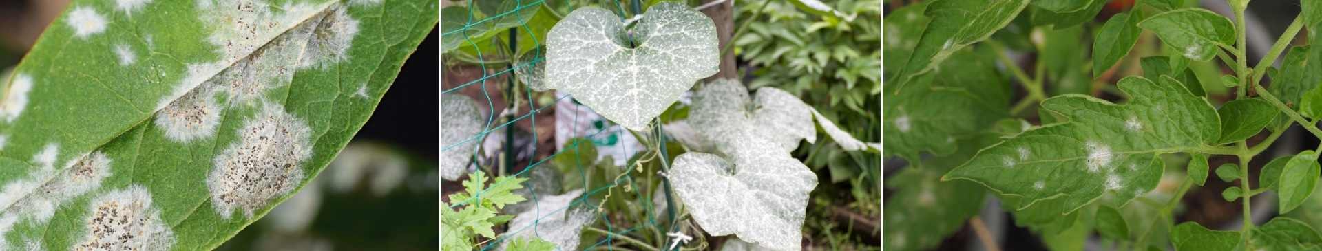 Powdery Mildew: How to Deal with the Cucurbits' Most Common Problem