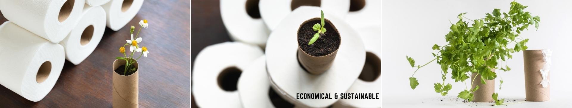 Starting Seeds in Empty Toilet Rolls: Economical, Sustainable, and Great for Your Seedlings