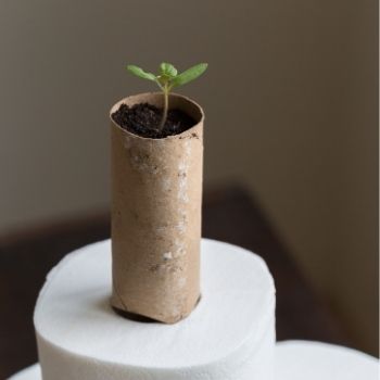 Starting Seeds in Empty Toilet Rolls: Economical, Sustainable, and Great for Your Seedlings