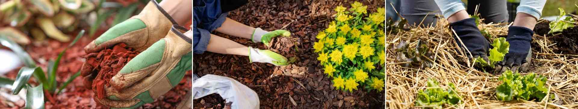 A Beginner's Guide to Mulch and Mulching