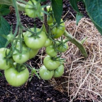 A Beginner's Guide to Mulch and Mulching