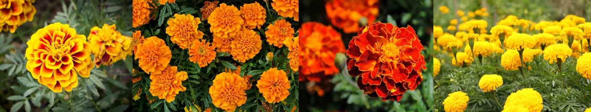 Marigolds: A Highlight of the Autumn Garden