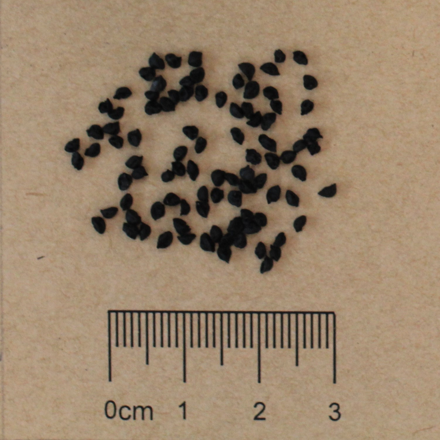 Leek (Allium ampeloprasum)