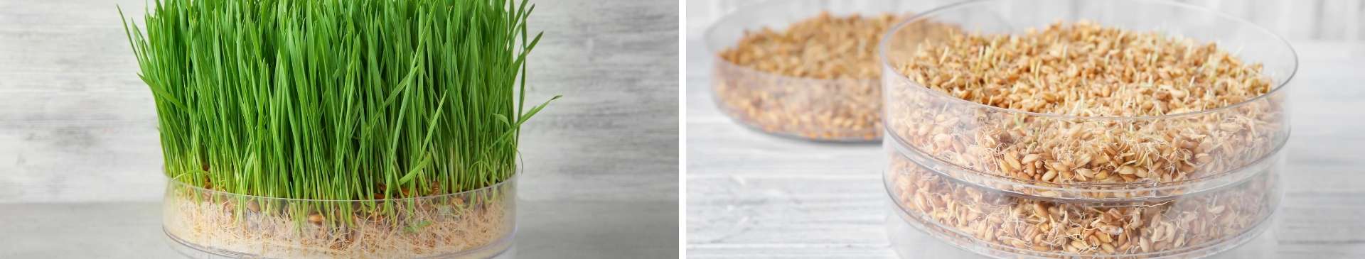 Sprouted Seeds- How to Grow Sprouts