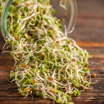Sprouted Seeds- How to Grow Sprouts