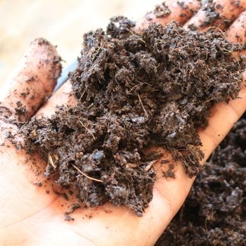 Dealing with Wet or Waterlogged Soil in Your Garden