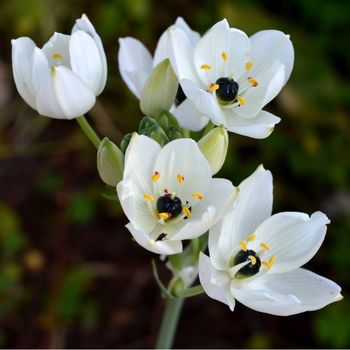 Black Pearl Lily Bulbs