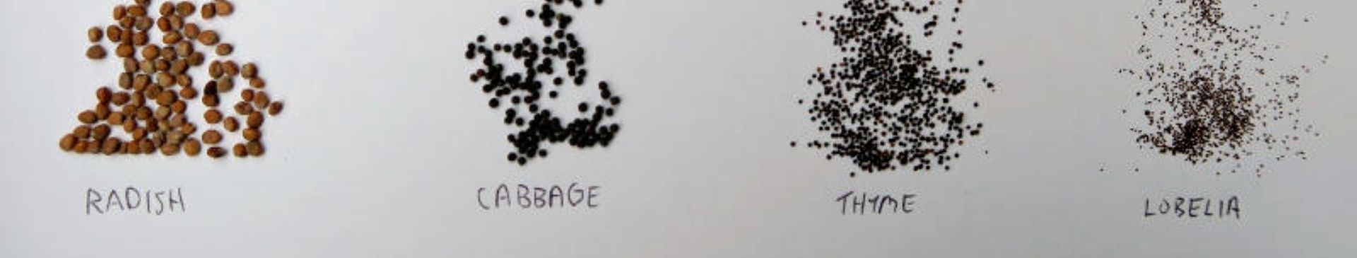 How to Sow Tiny Seeds