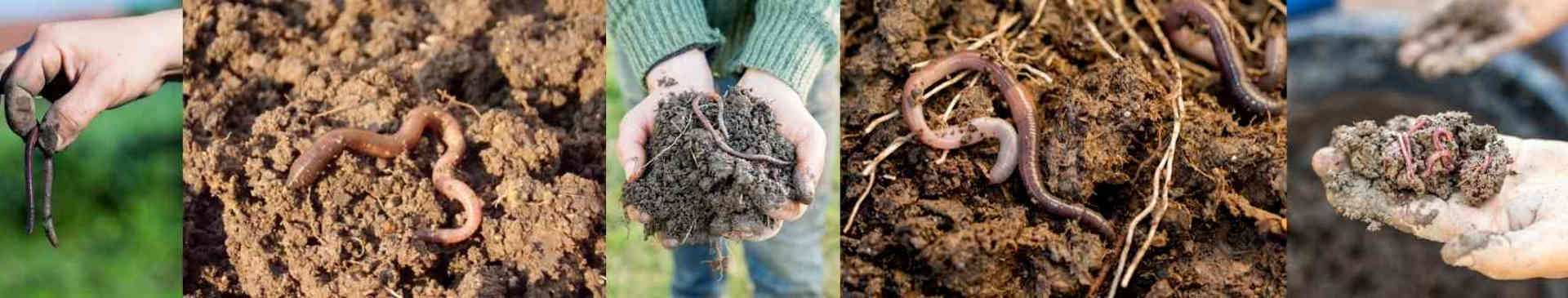 Why Your Soil Needs Earthworms, and 5 Ways to Attract Them to Your Garden