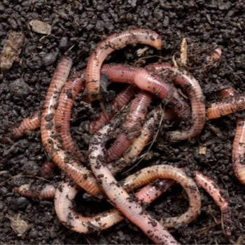 Why Your Soil Needs Earthworms, and 5 Ways to Attract Them to Your Garden