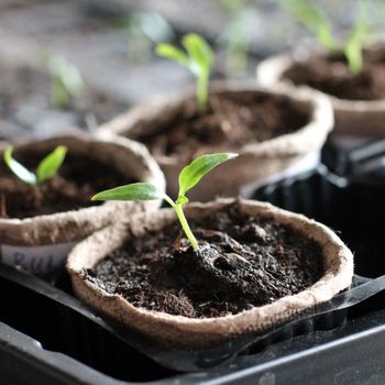 Hardening Off Seedlings: The Key to Successful Transplanting