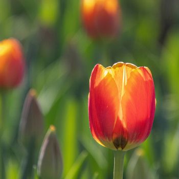 Competition: Show Us Your Favourite Bulb Blooms