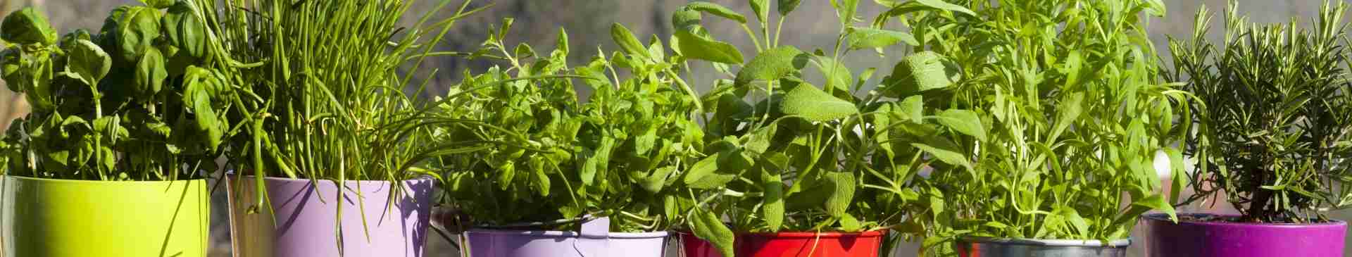 5 Simple Tips to Grow Herbs in Containers