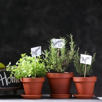 5 Simple Tips to Grow Herbs in Containers