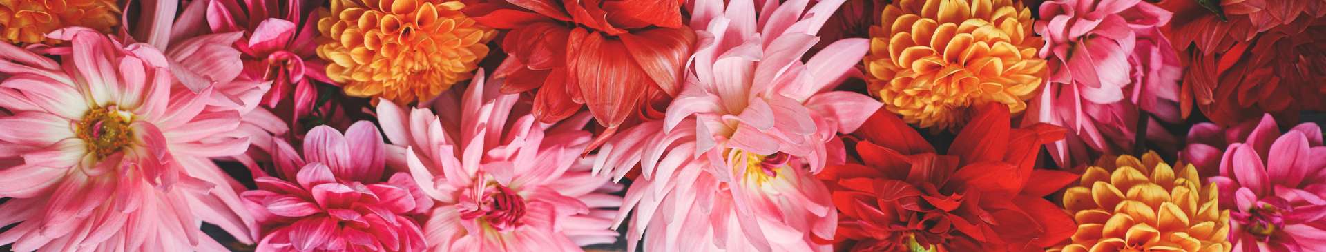 Dahlias: A Floral Obsession