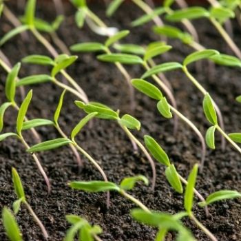 How to Give Leggy Tomato Seedlings a New Lease of Life
