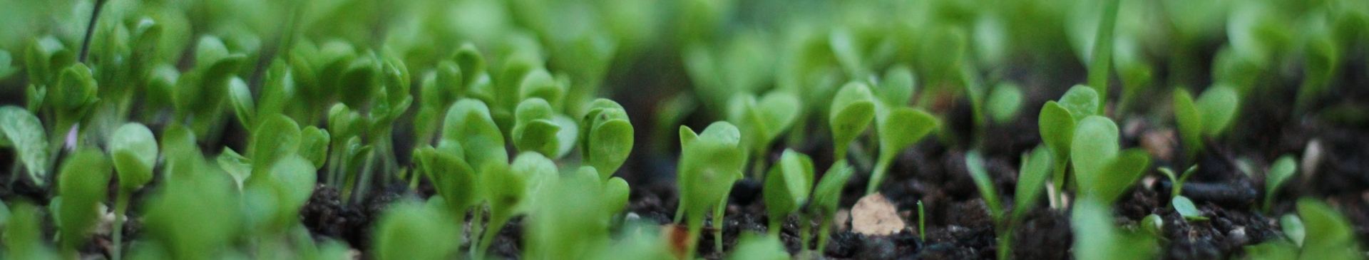 Garden Tips- December 2020
