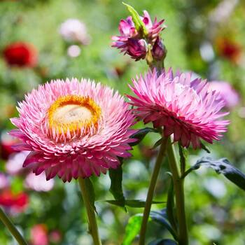 Garden Tips- December 2020