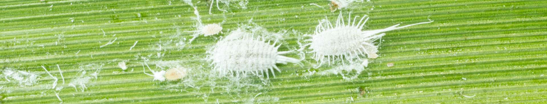 Mealybugs: First Aid for Mild and Severe Infestations
