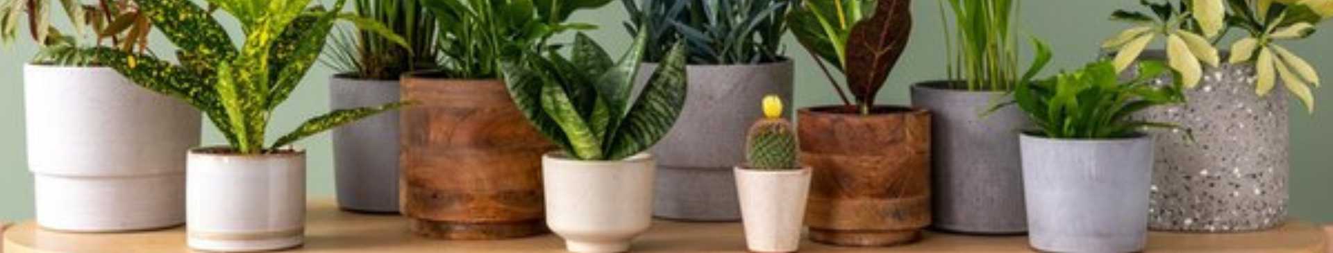 The Ultimate Guide to Repotting Houseplants