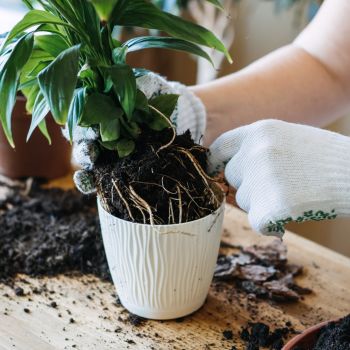 The Ultimate Guide to Repotting Houseplants