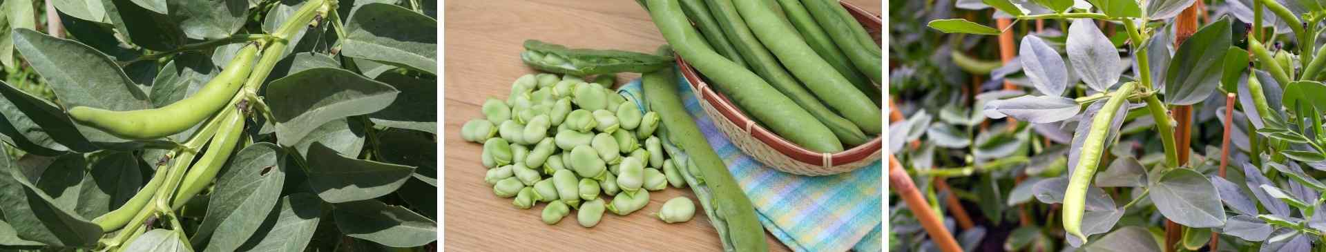 Broad Beans: The Often Overlooked Legume