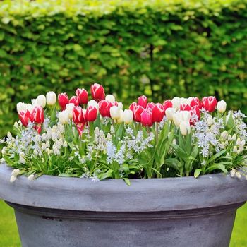 Bulb Lasagne: Layered Planting for Spectacular Bulbs