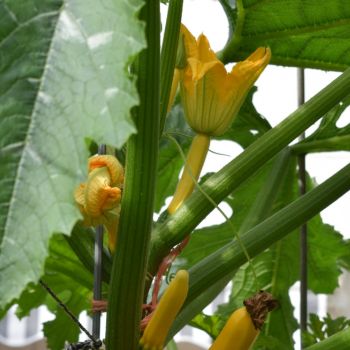Reaching New Heights: How to Grow Zucchini Vertically