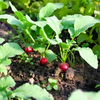 9 Common Problems You'll Meet When Growing Radishes