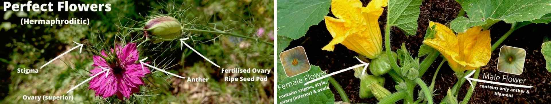 The Anatomy of a Flower: The Real Story Behind Garden Blooms