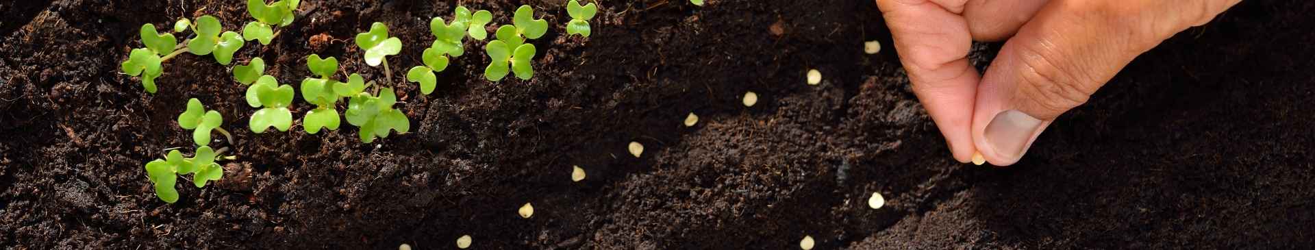 Growing from Seed: How Deep Should You Sow?