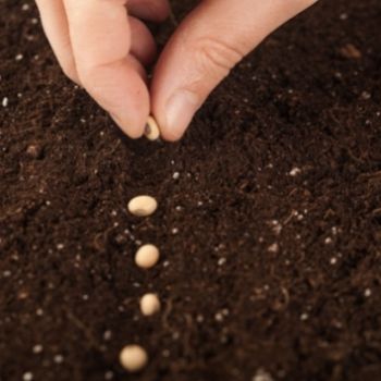 Growing from Seed: How Deep Should You Sow?