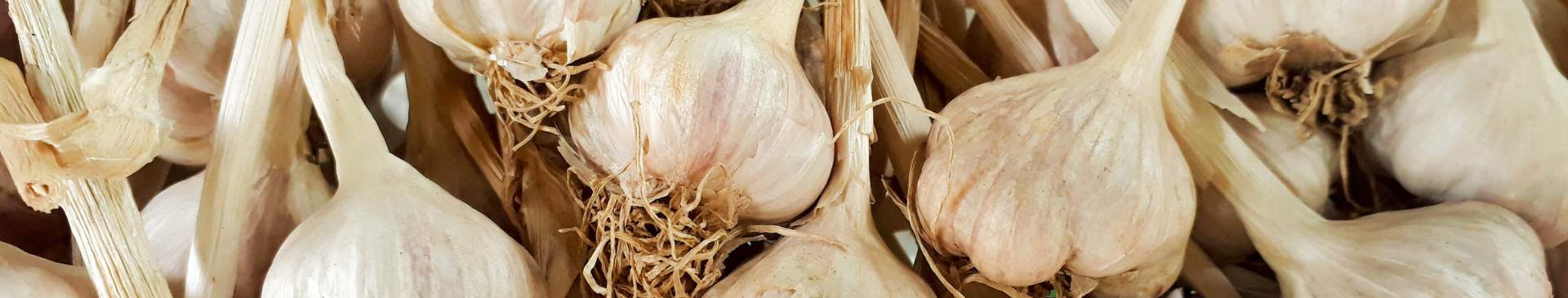 How to Harvest and Cure Garlic