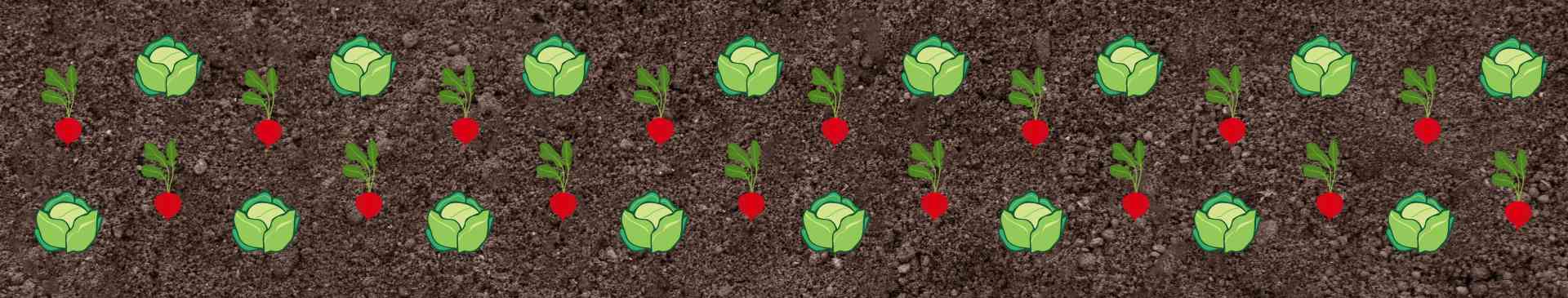 Spacing Matters: Why Vegetable Plants Need to Keep Their Distance