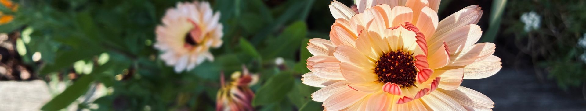 Why I Don't Harden Off Seedlings- And What I Do Instead