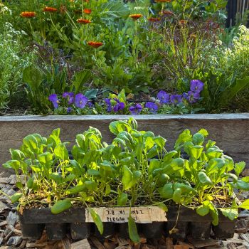 Why I Don't Harden Off Seedlings- And What I Do Instead