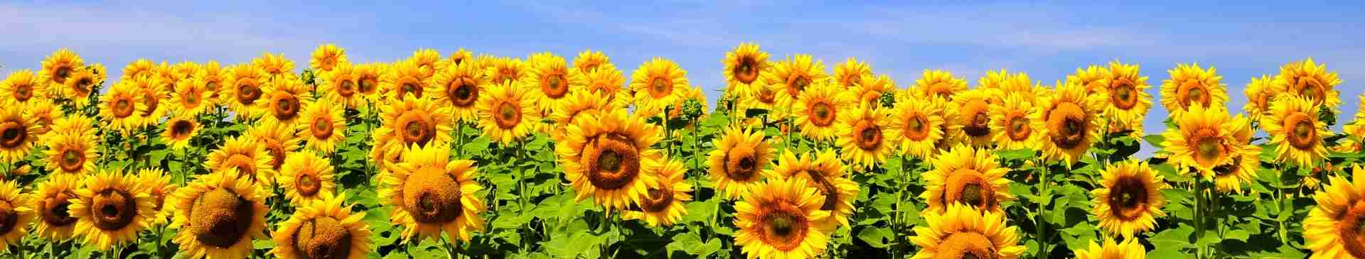 Growing Sunflowers: What You Need to Know