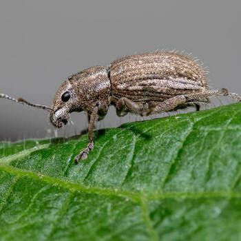 Garden Weevils: Flightless but Voracious Insect Pests