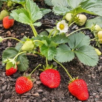 How to Grow Strawberries from Runners