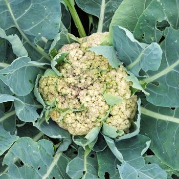 Troubleshooting: Solving Issues with Cauliflower Heads