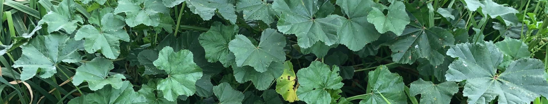 DIY Fertiliser- Experiment Turning Weeds Into A Powerful Growth Booster