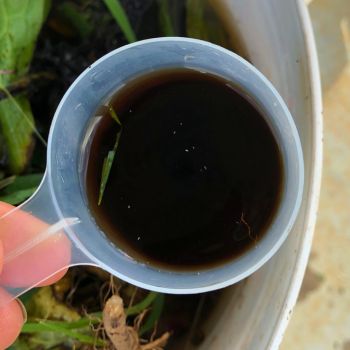 DIY Fertiliser- Experiment Turning Weeds Into A Powerful Growth Booster