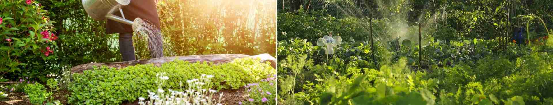 Water-Saving Techniques and Drought-Tolerant Herbs and Flowers