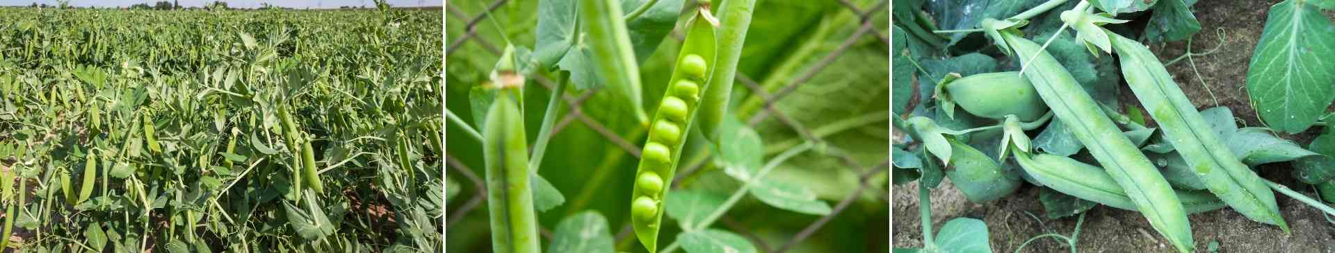 Peas: The Sweetest Veggie of All?