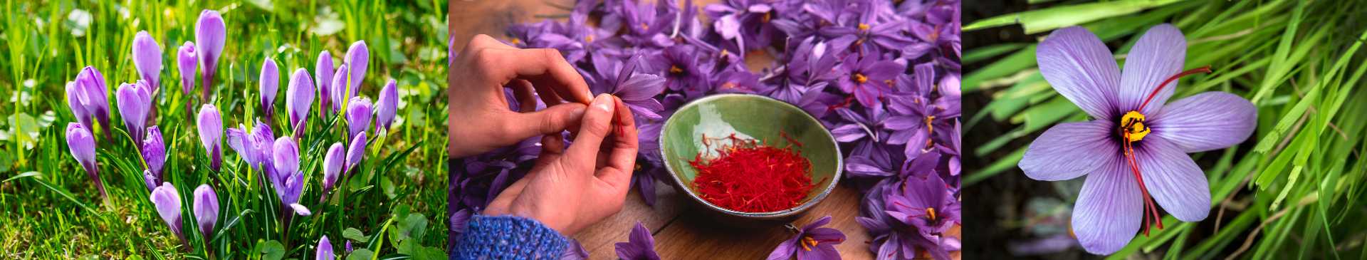 How to Grow and Harvest Saffron