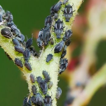 Aphids: Dealing With a Sap-Sucking Insect Invasion