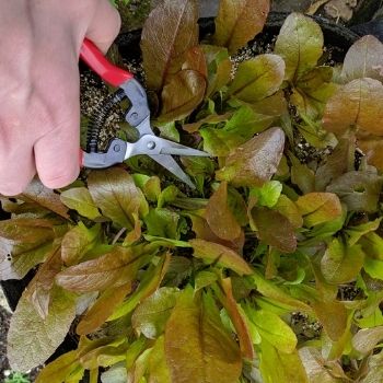 A Beginner's Guide to Thinning Seedlings: When, Why, and How