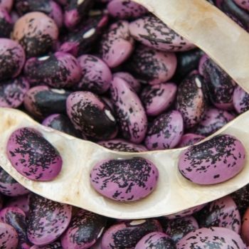 Scarlet Runner Beans - How to Grow from Seed to Harvest